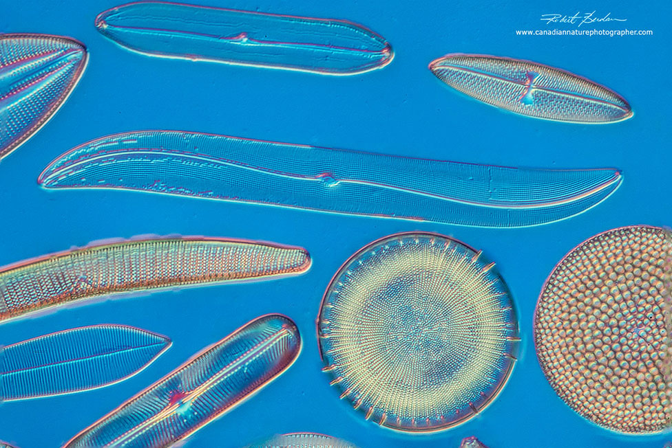 Freshwater Diatoms viewed by DIC microscopy Robert Berdan ©